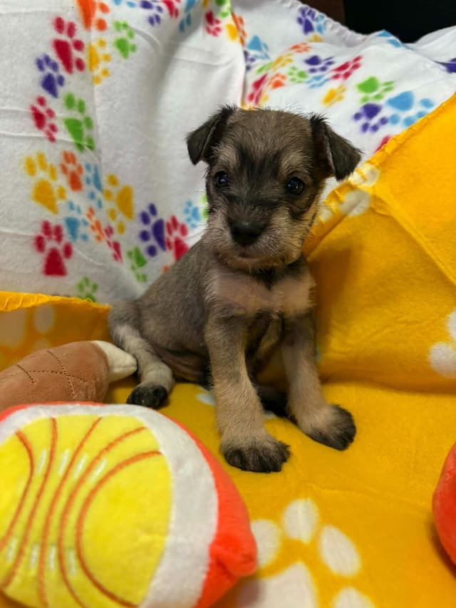 Miniature Schnauzer Puppies media 6