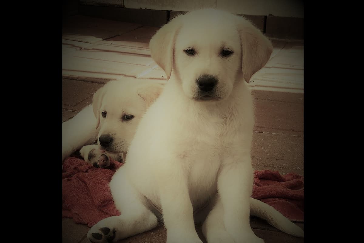 Lewis Puppy Love Labrador Retriever breeder image 1