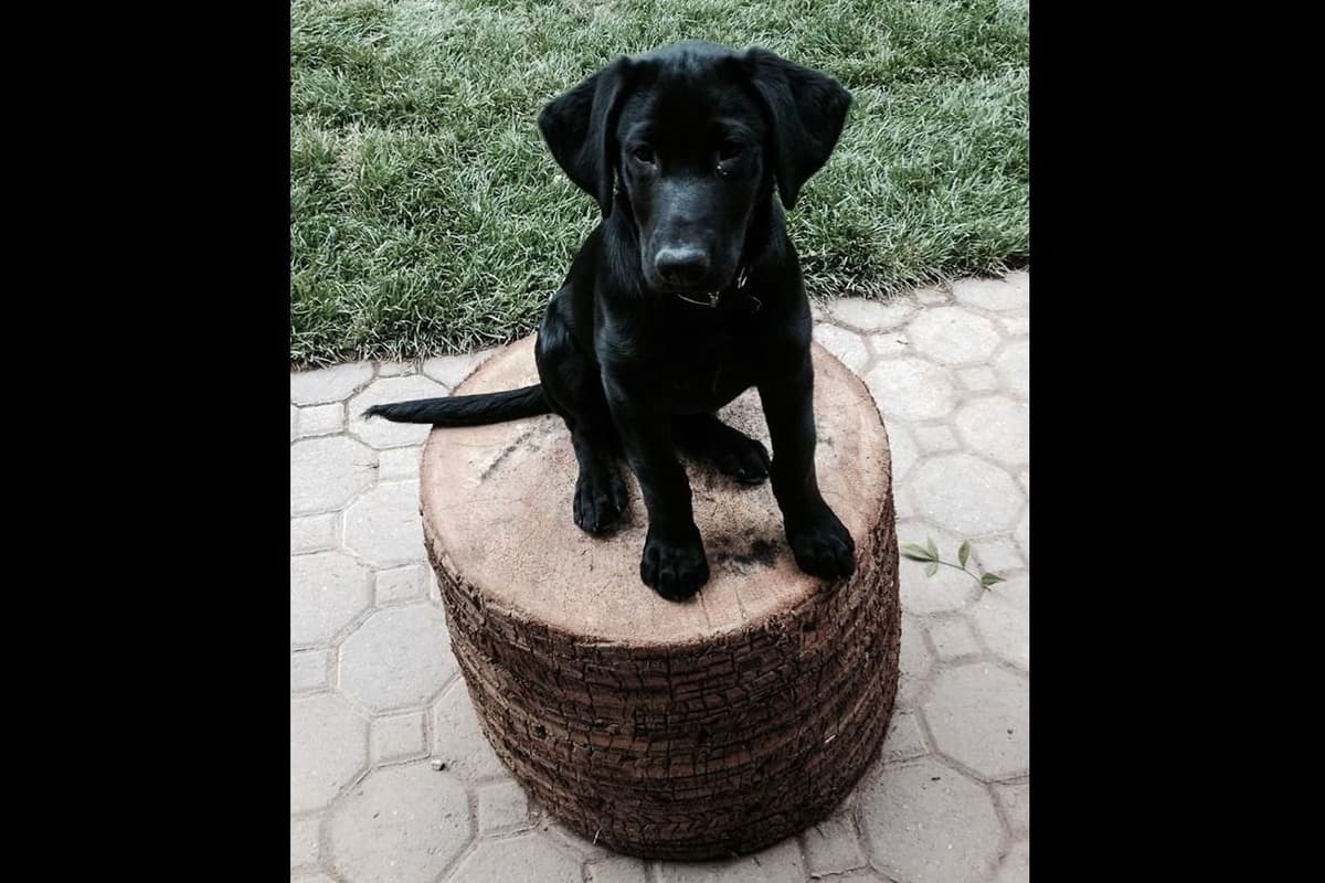 Lewis Puppy Love Labrador Retriever breeder image 2