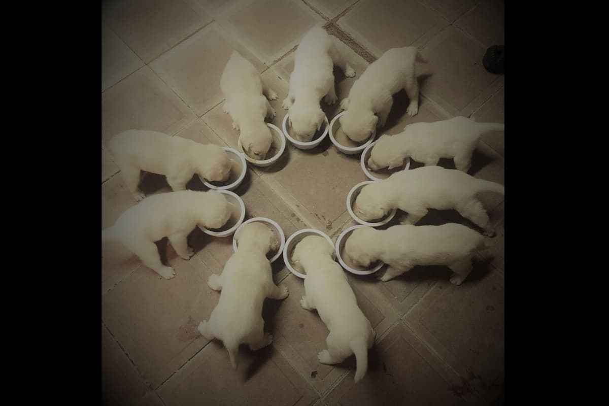 Lewis Puppy Love Labrador Retriever breeder image 3