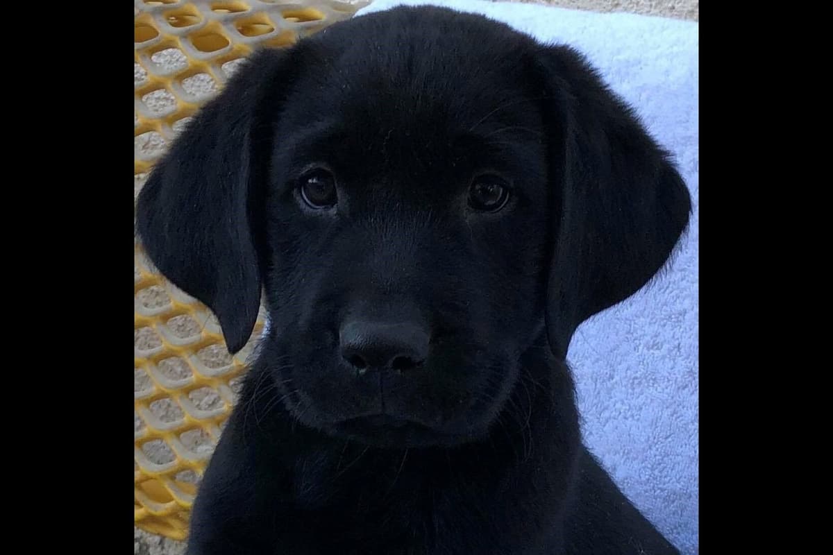 Lewis Puppy Love Labrador Retriever breeder image 5