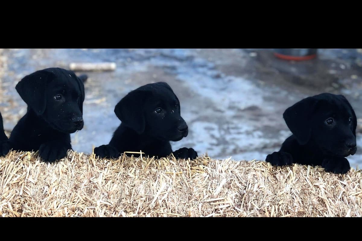 Lewis Puppy Love Labrador Retriever breeder image 6