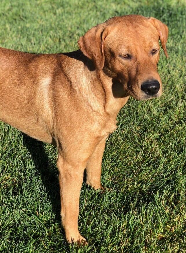 Lewis Puppy Love Labrador Retriever breeder image 8
