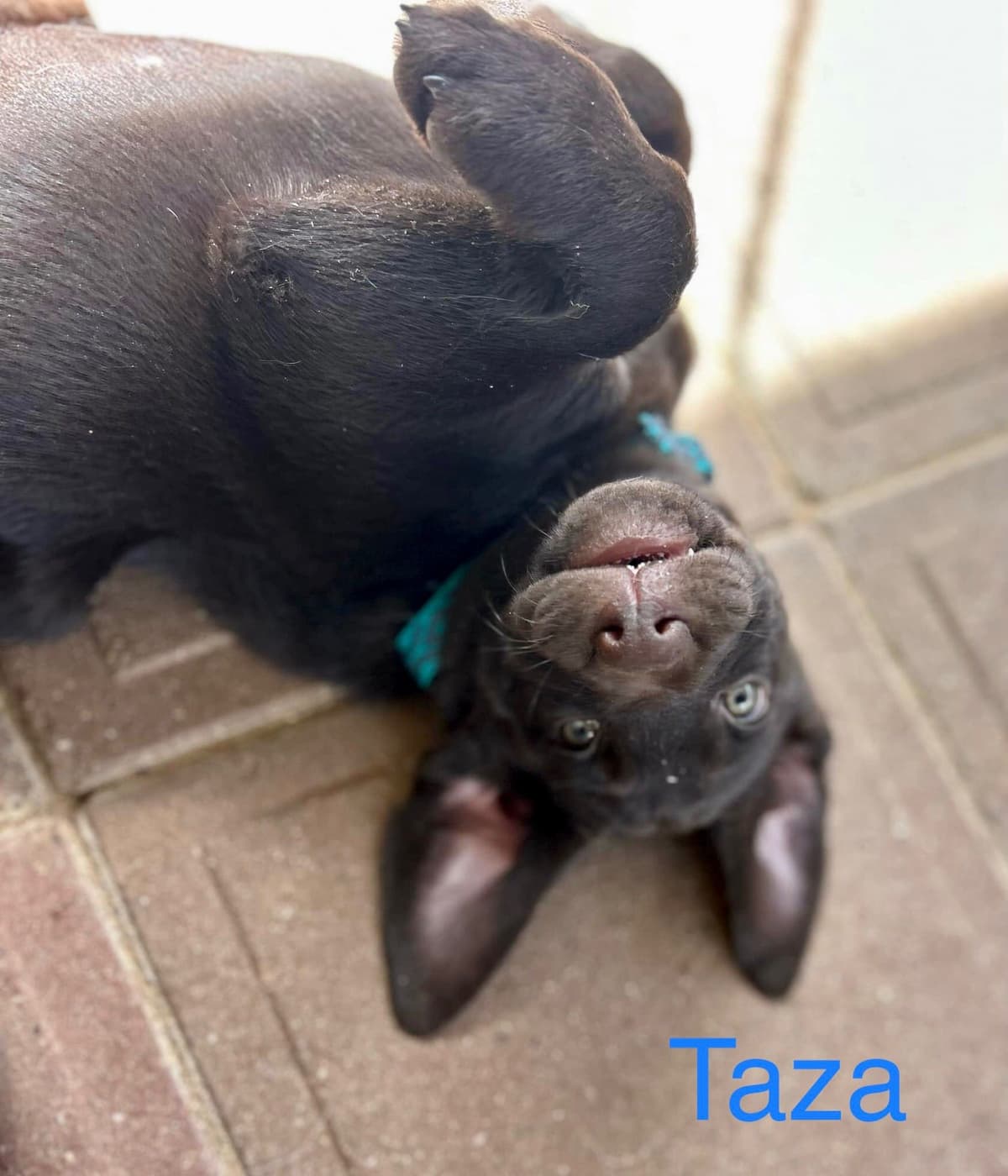 Lewis Puppy Love Labrador Retriever breeder image 9