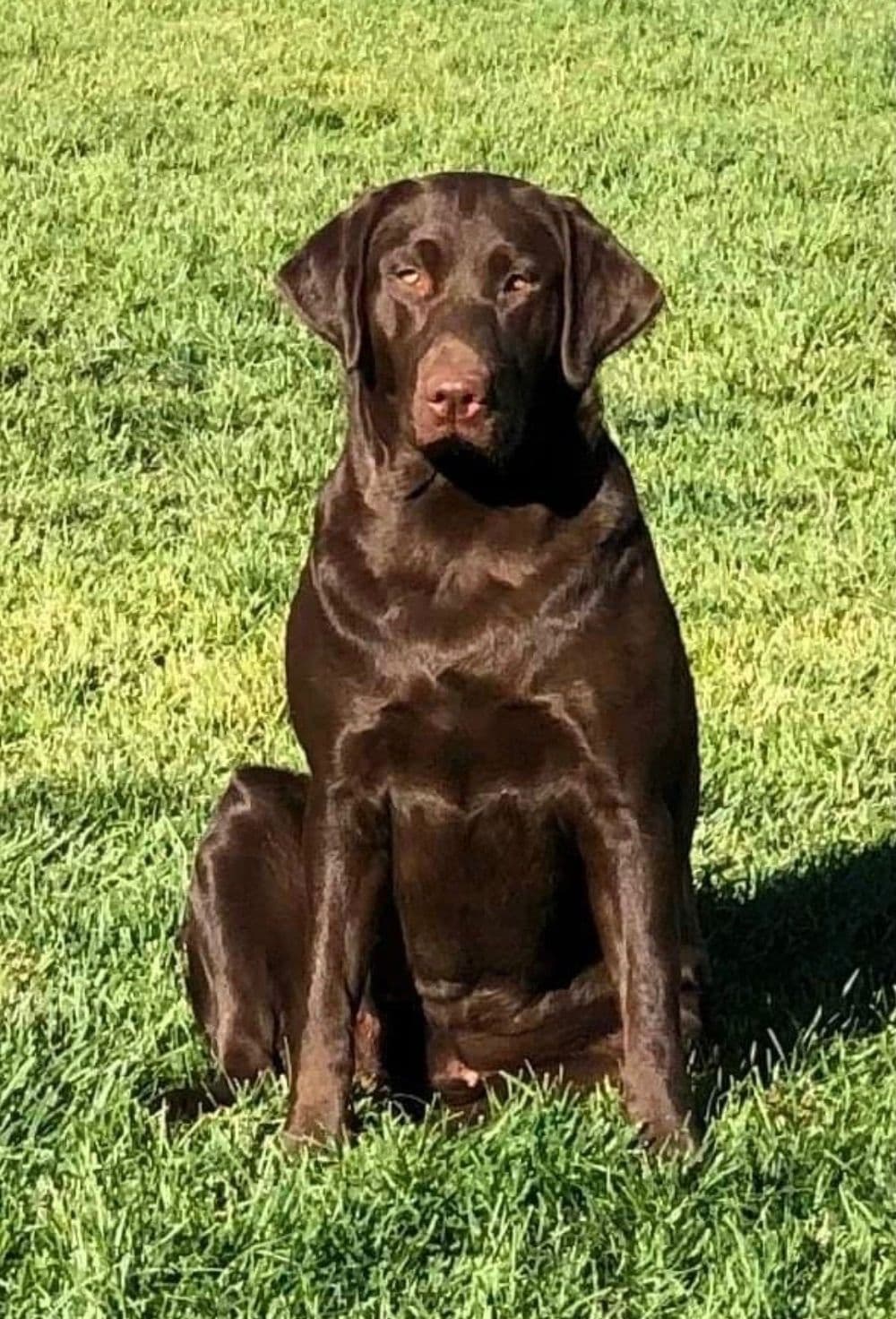 Lewis Puppy Love Labrador Retriever breeder image 10