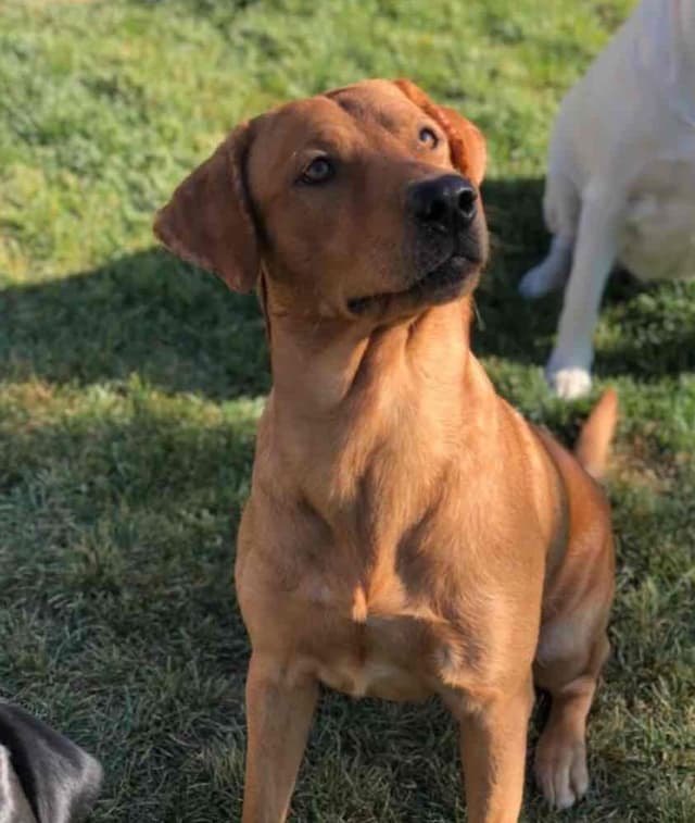 Lewis Puppy Love Labrador Retriever media 2