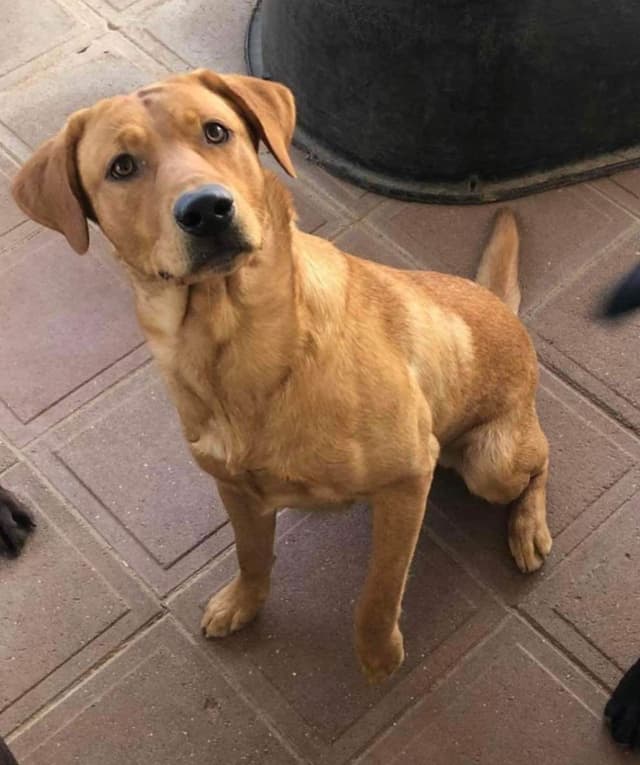 Lewis Puppy Love Labrador Retriever media 4
