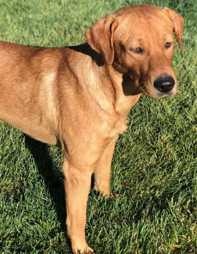 Lewis Puppy Love Labrador Retriever media 3