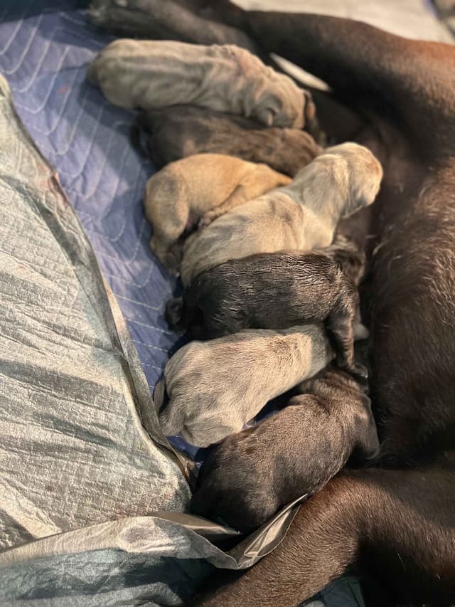 Cane Corso Puppies media 10