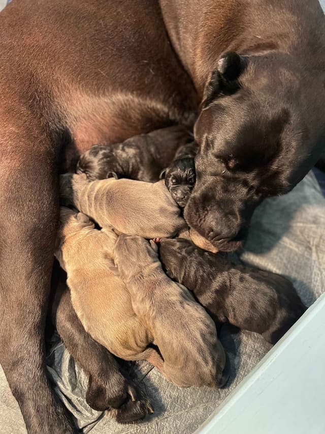 Cane Corso Puppies media 13