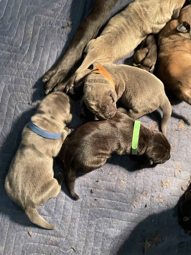 Cane Corso Puppies media 11