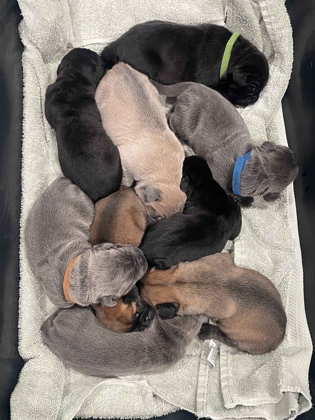 Cane Corso Puppies media 5
