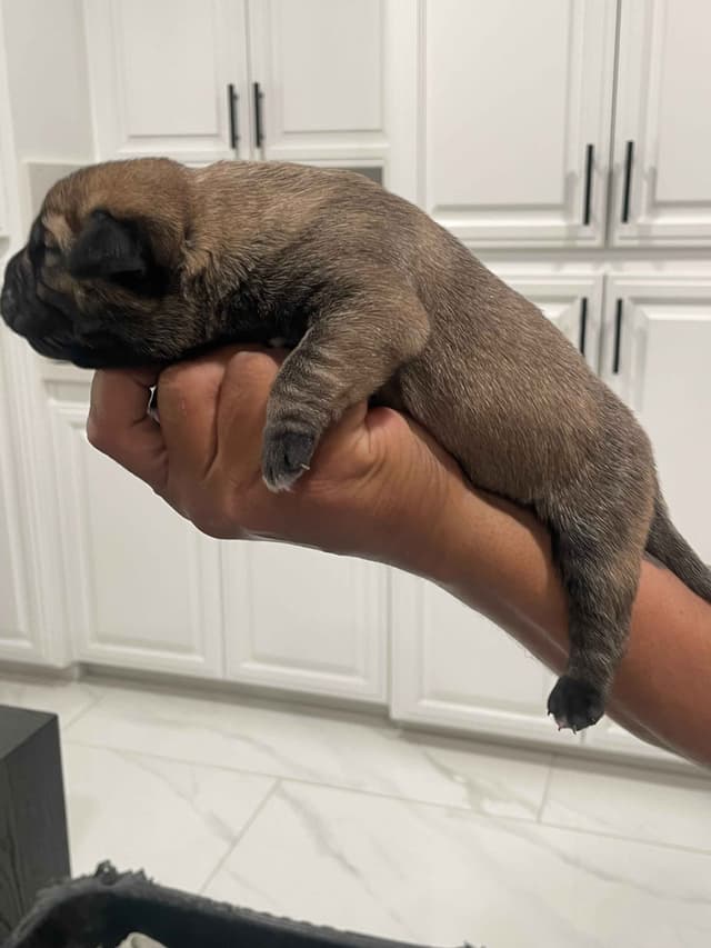 Cane Corso Puppies media 9