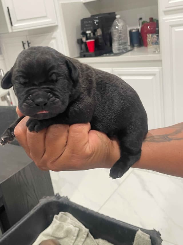 Cane Corso Puppies media 6