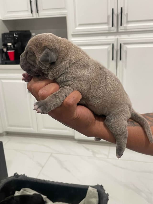 Cane Corso Puppies media 7
