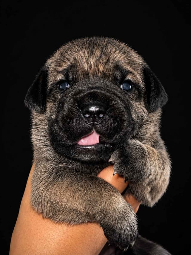 Cane Corso Puppies media 2