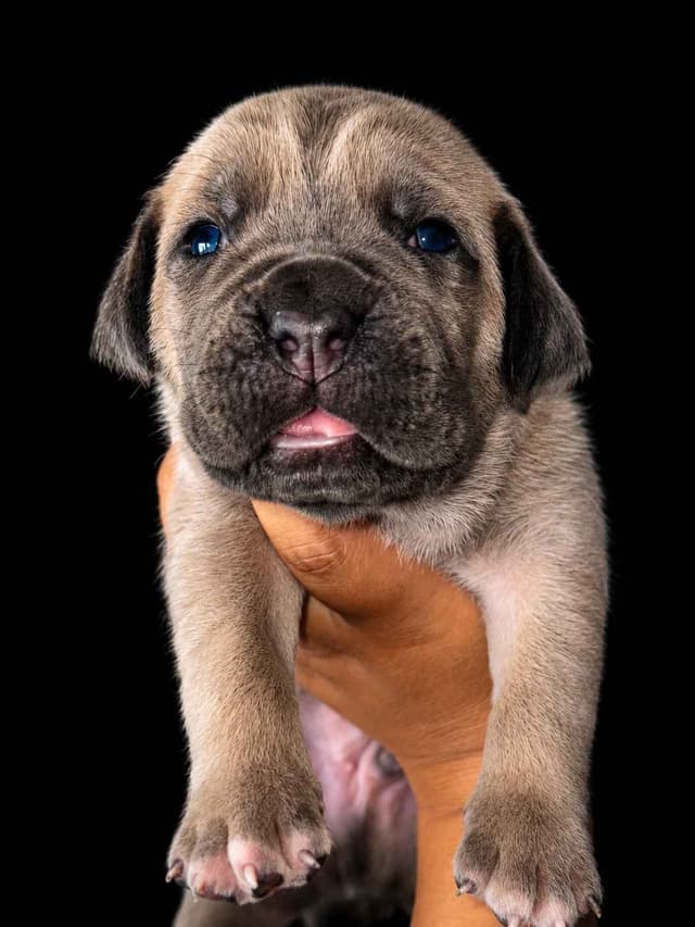 Cane Corso Puppies media 3