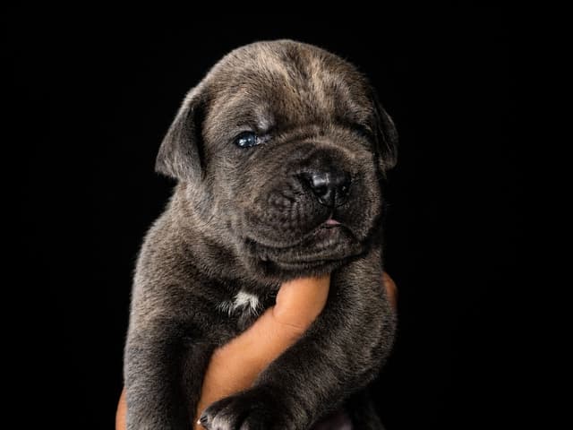 Cane Corso Puppies media 4