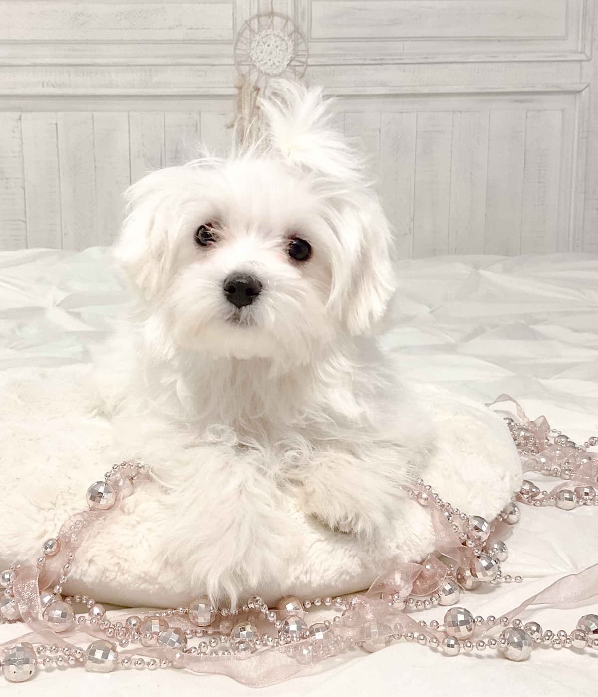 Maltese Puppies- ONE FEMALE LEFT breeder image 1