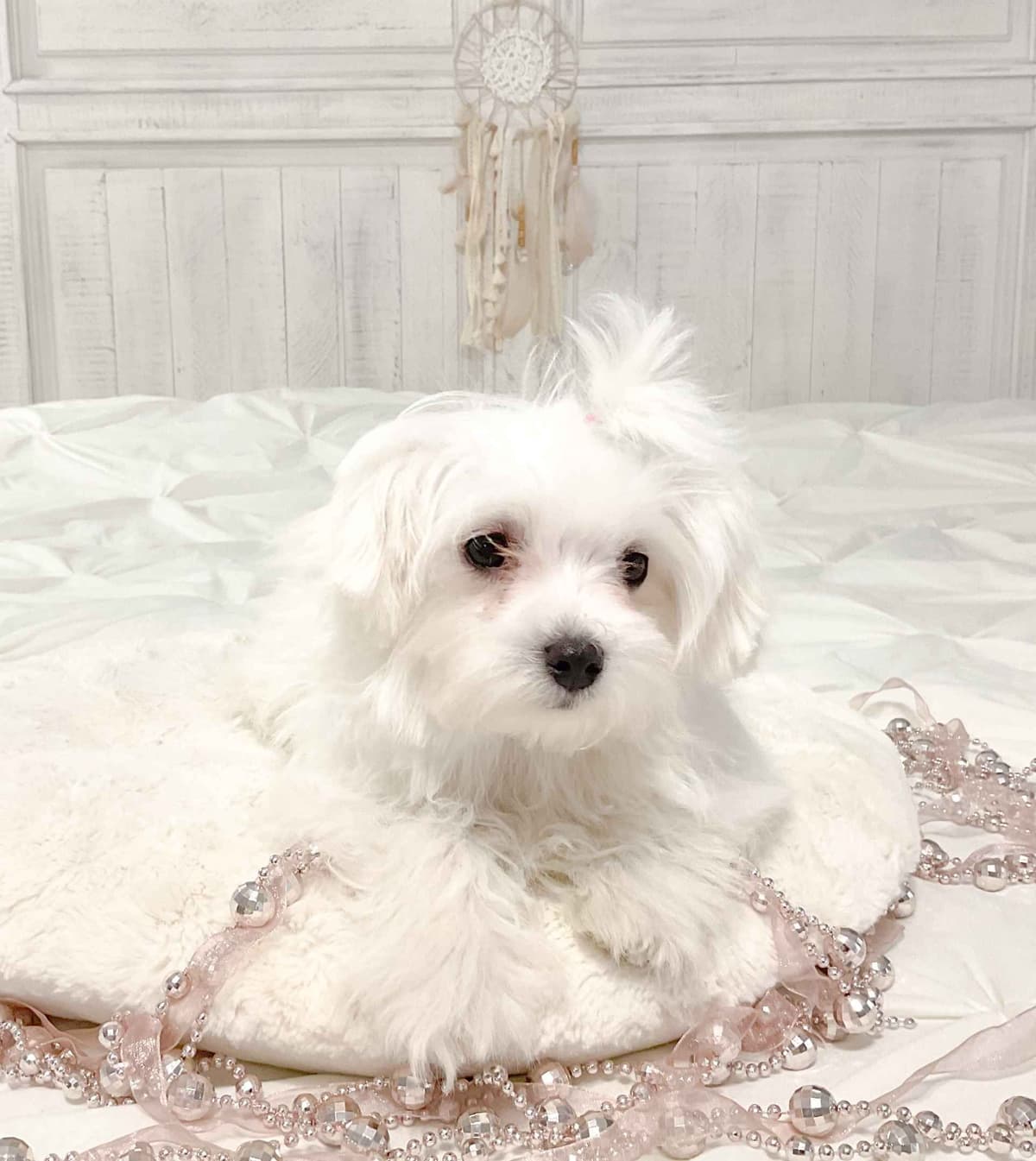 Maltese Puppies- ONE FEMALE LEFT breeder image 2