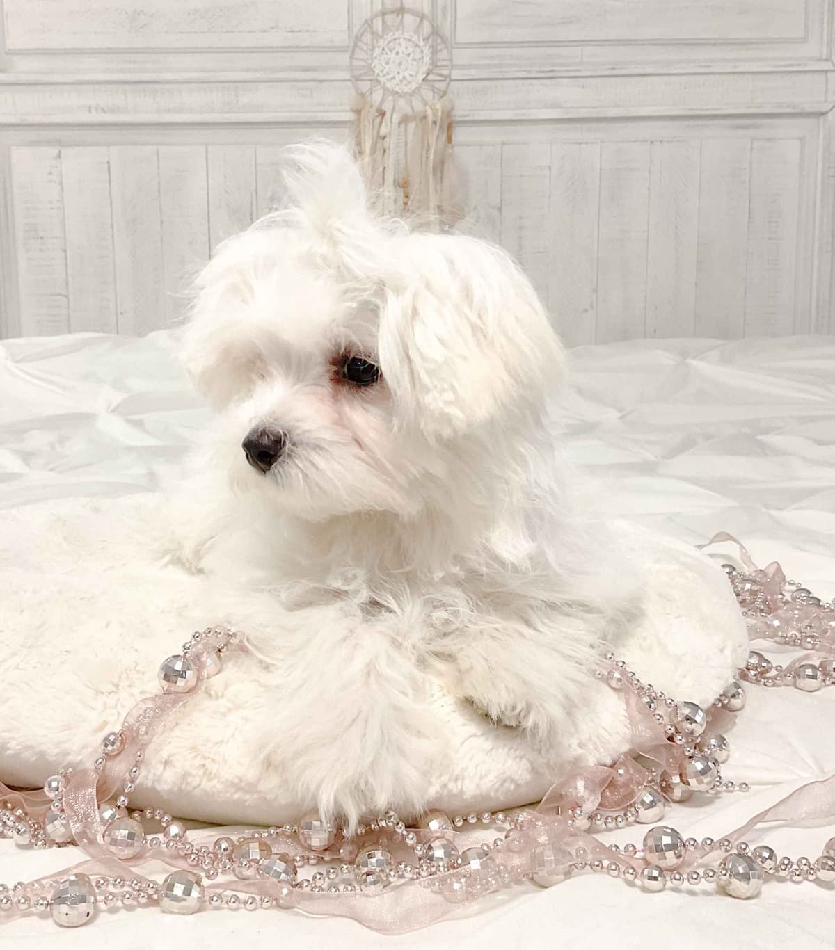 Maltese Puppies- ONE FEMALE LEFT breeder image 3