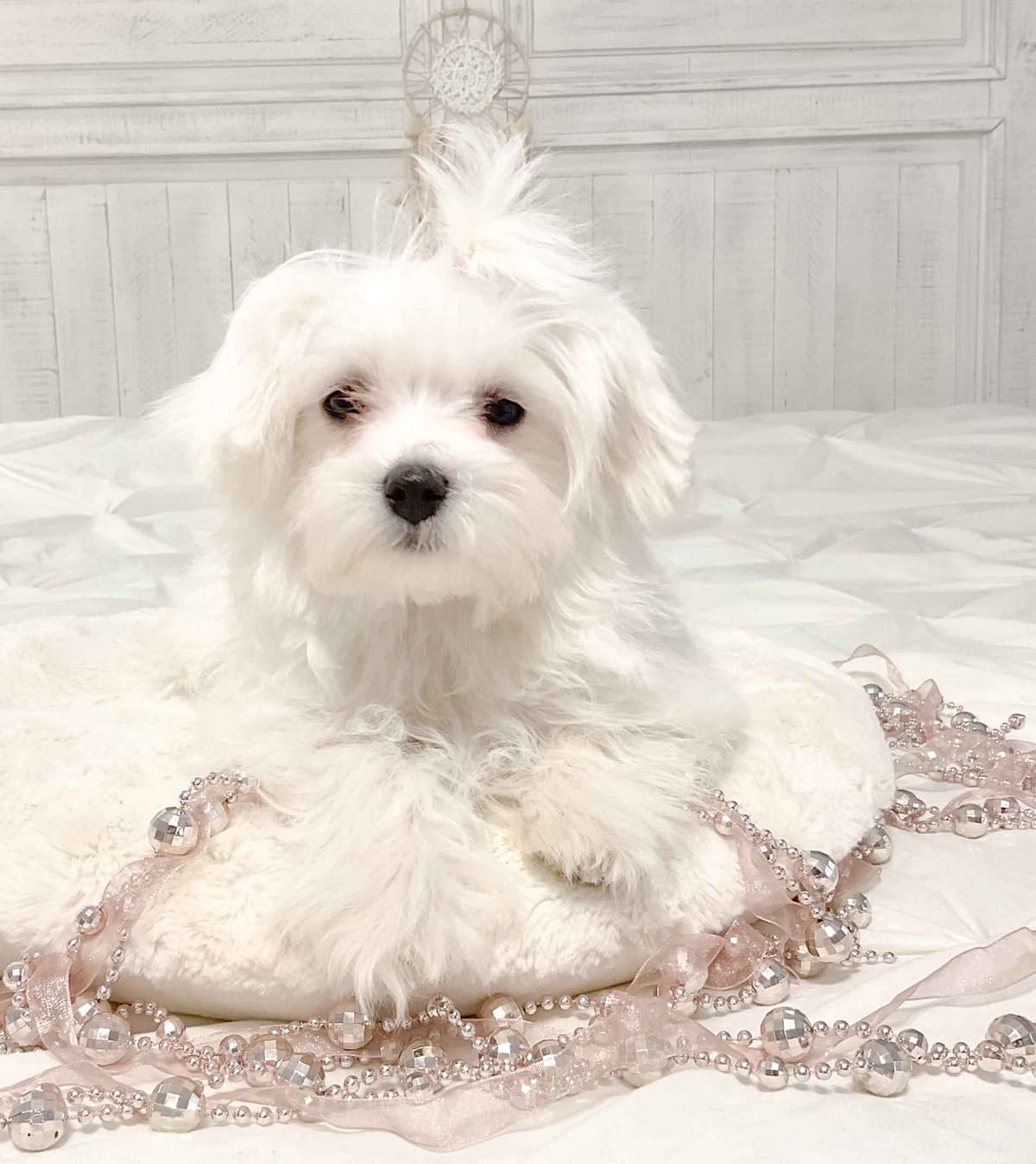 Maltese Puppies- ONE FEMALE LEFT breeder image 5