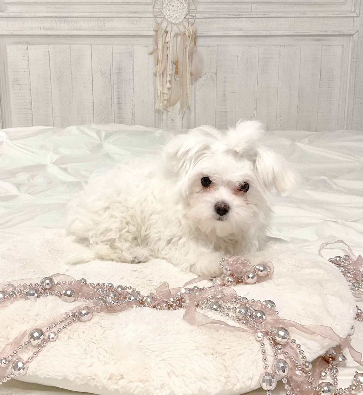 Maltese Puppies- ONE FEMALE LEFT breeder image 6