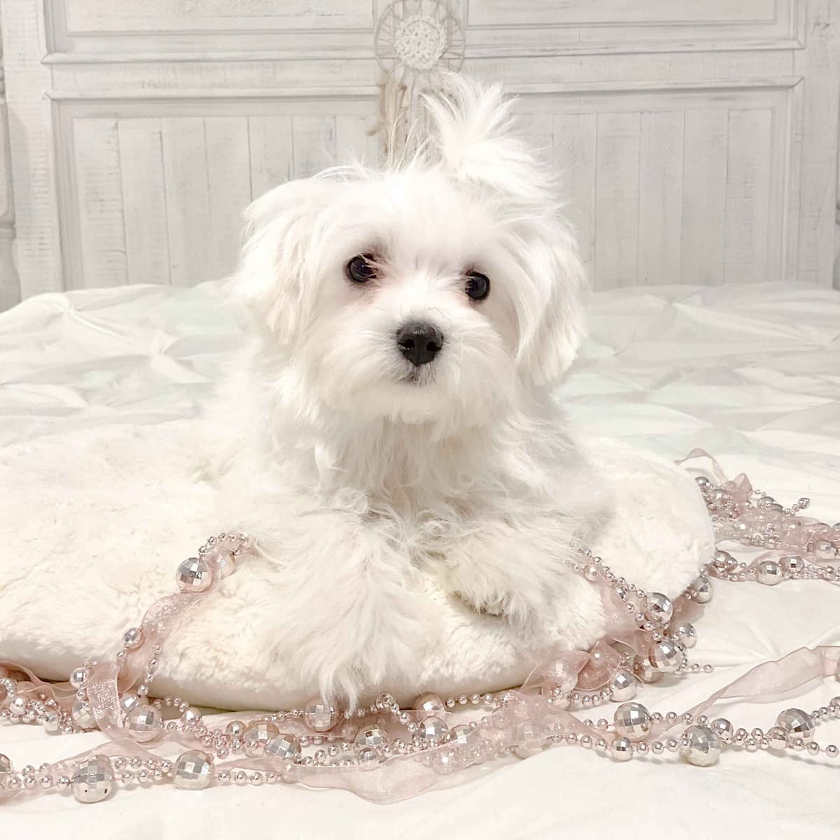 Maltese Puppies- ONE FEMALE LEFT breeder image 7