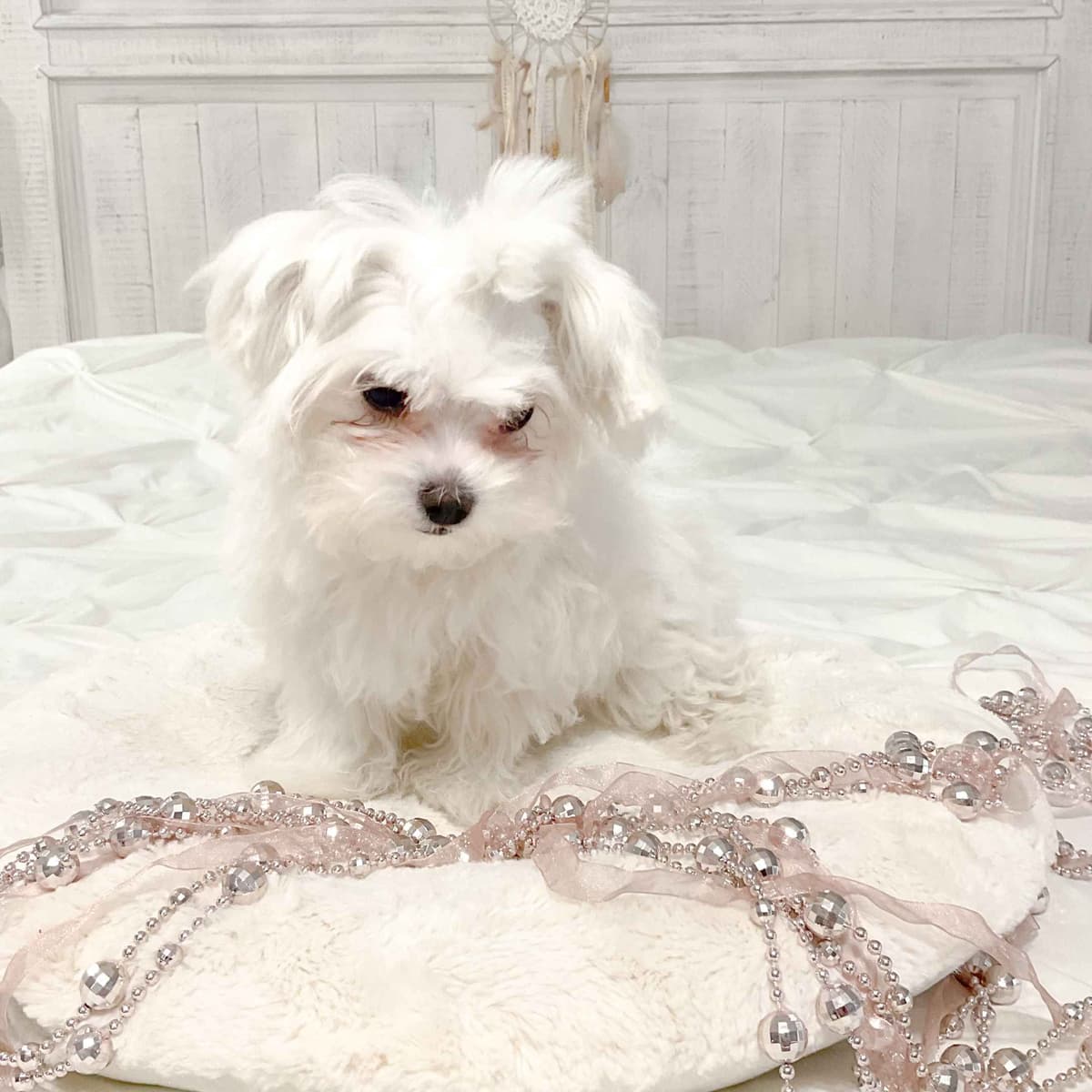 Maltese Puppies- ONE FEMALE LEFT breeder image 8