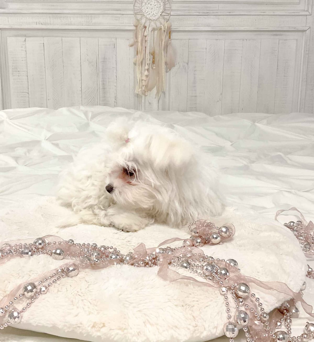 Maltese Puppies- ONE FEMALE LEFT breeder image 9