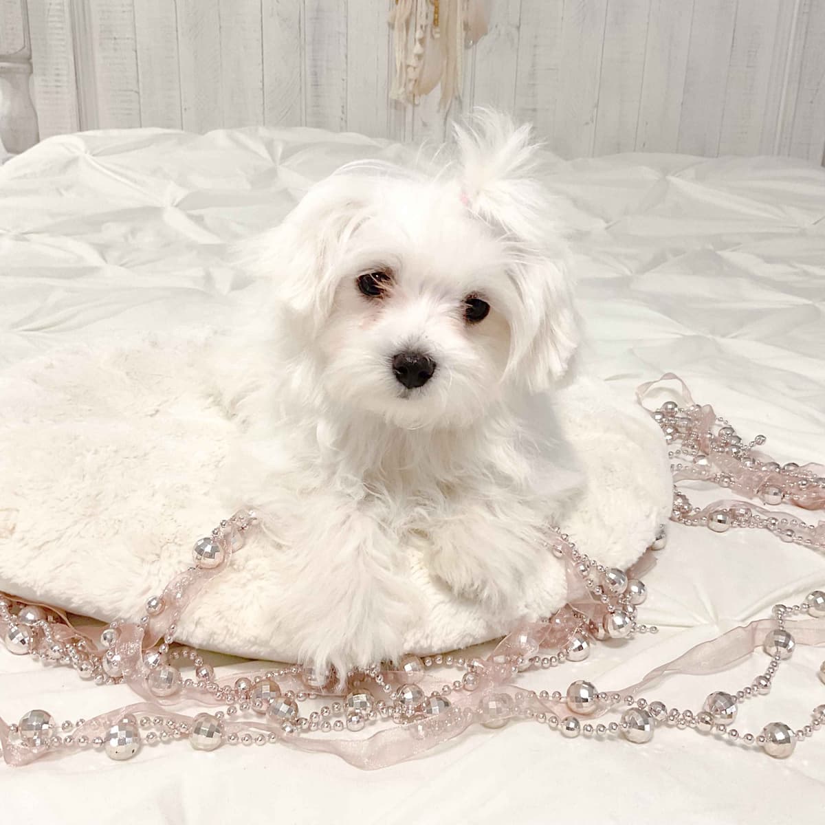 Maltese Puppies- ONE FEMALE LEFT breeder image 10