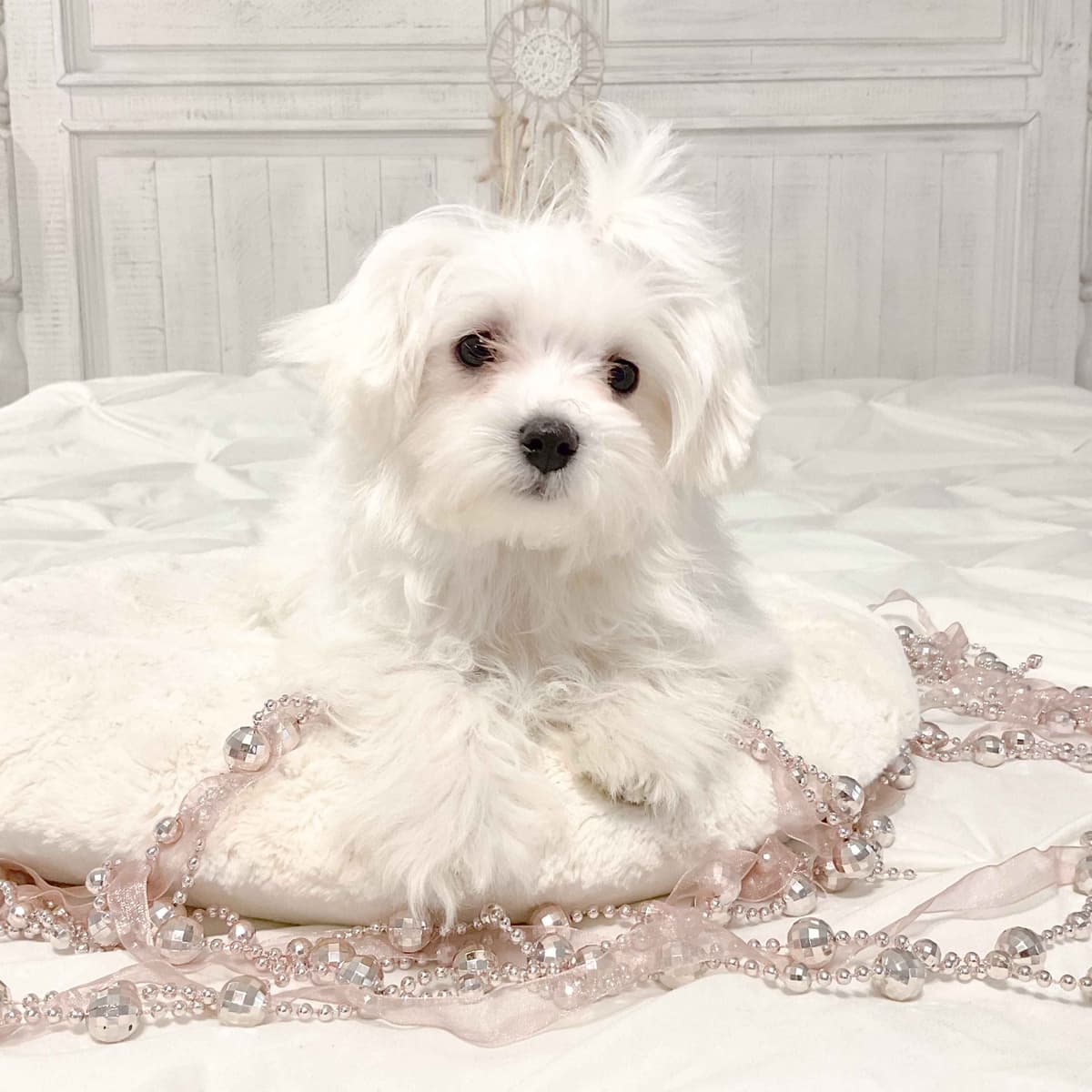 Maltese Puppies- ONE FEMALE LEFT breeder image 11