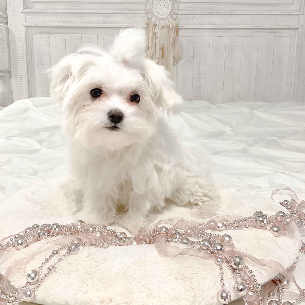 Maltese Puppies- ONE FEMALE LEFT breeder image 13