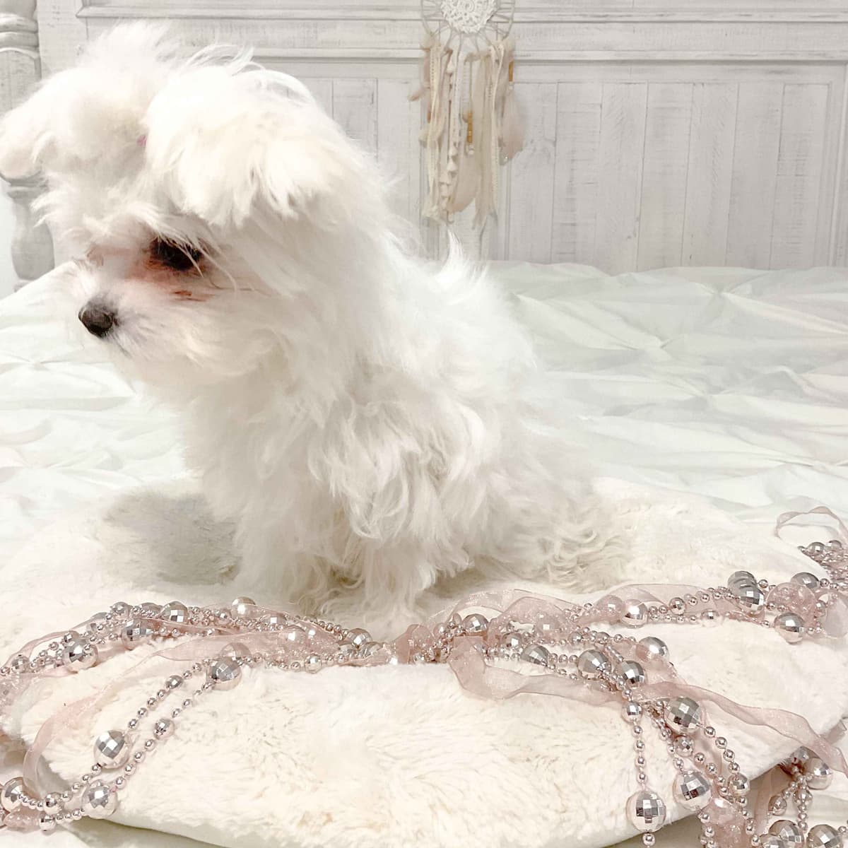 Maltese Puppies- ONE FEMALE LEFT breeder image 14