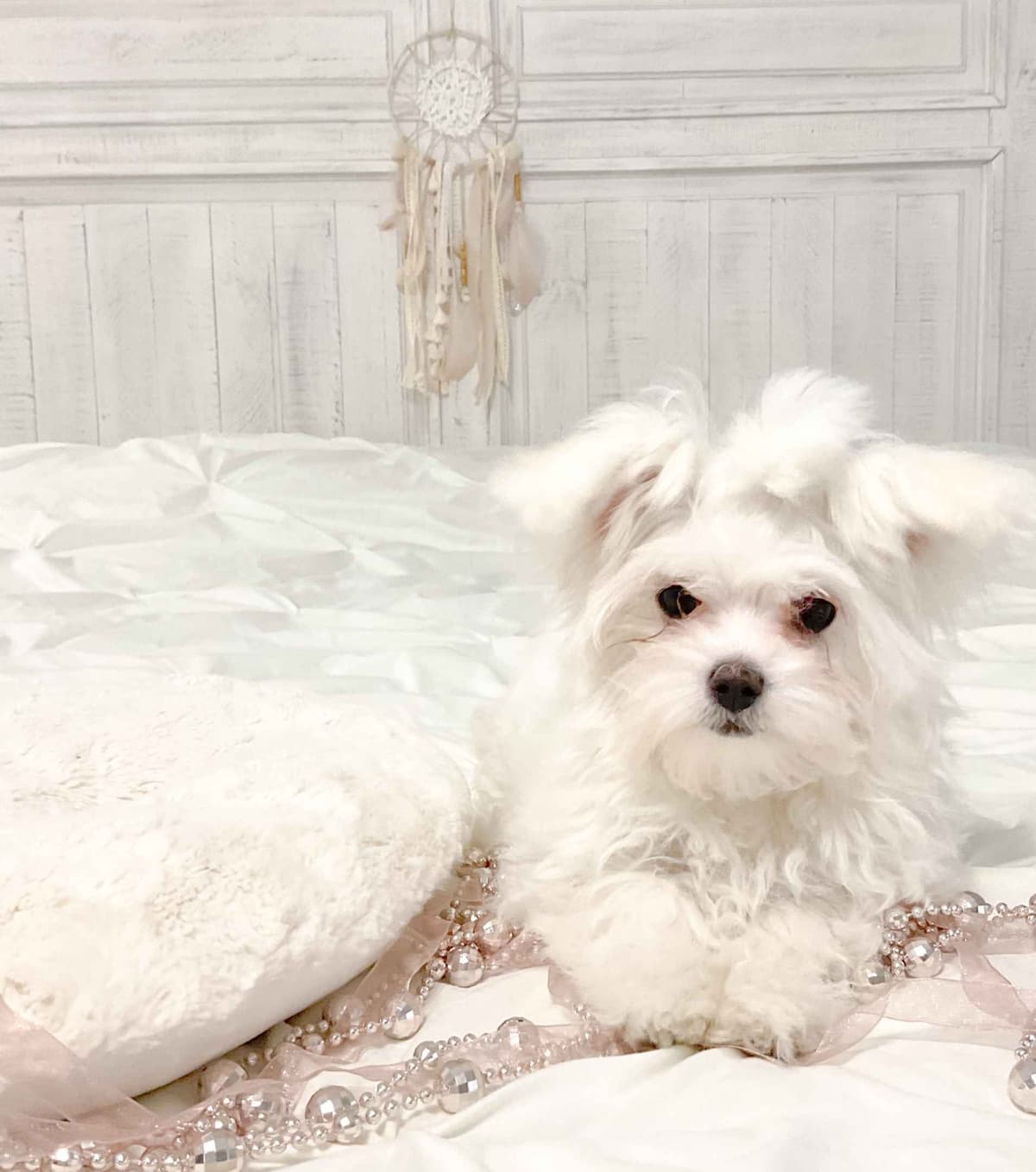 Maltese Puppies- ONE FEMALE LEFT breeder image 15
