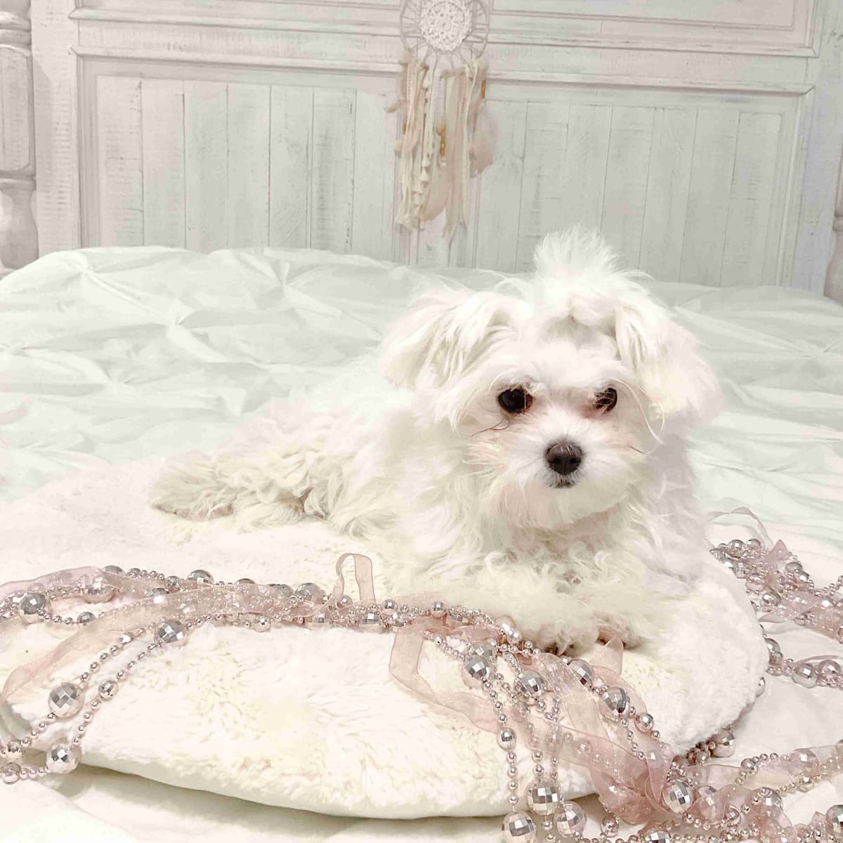 Maltese Puppies- ONE FEMALE LEFT breeder image 18