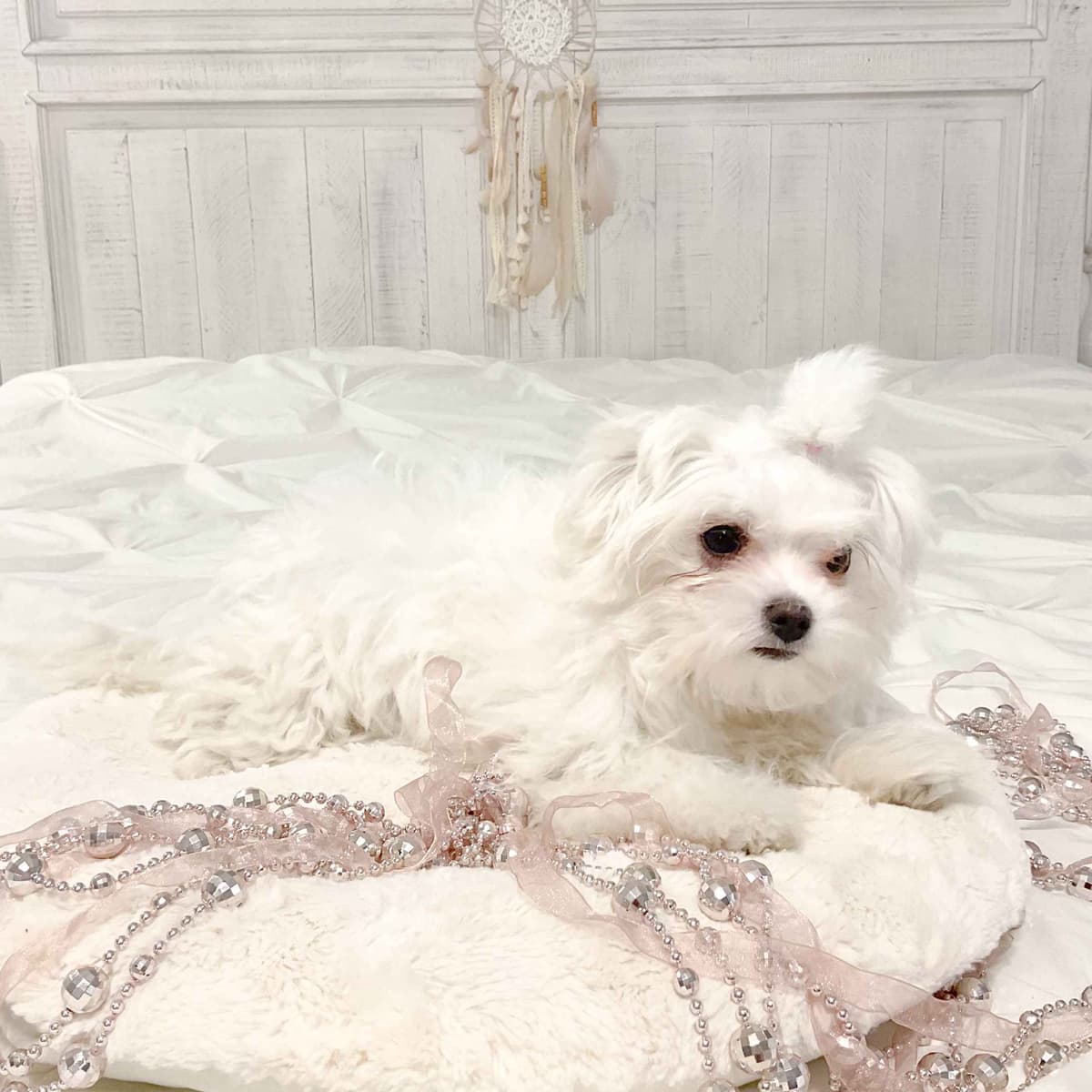 Maltese Puppies- ONE FEMALE LEFT breeder image 17