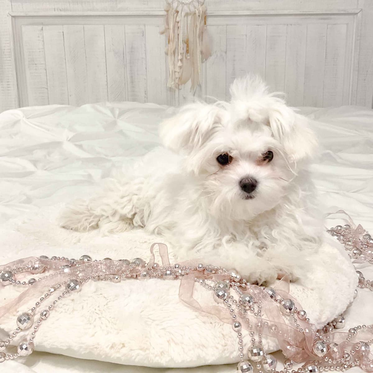 Maltese Puppies- ONE FEMALE LEFT breeder image 16