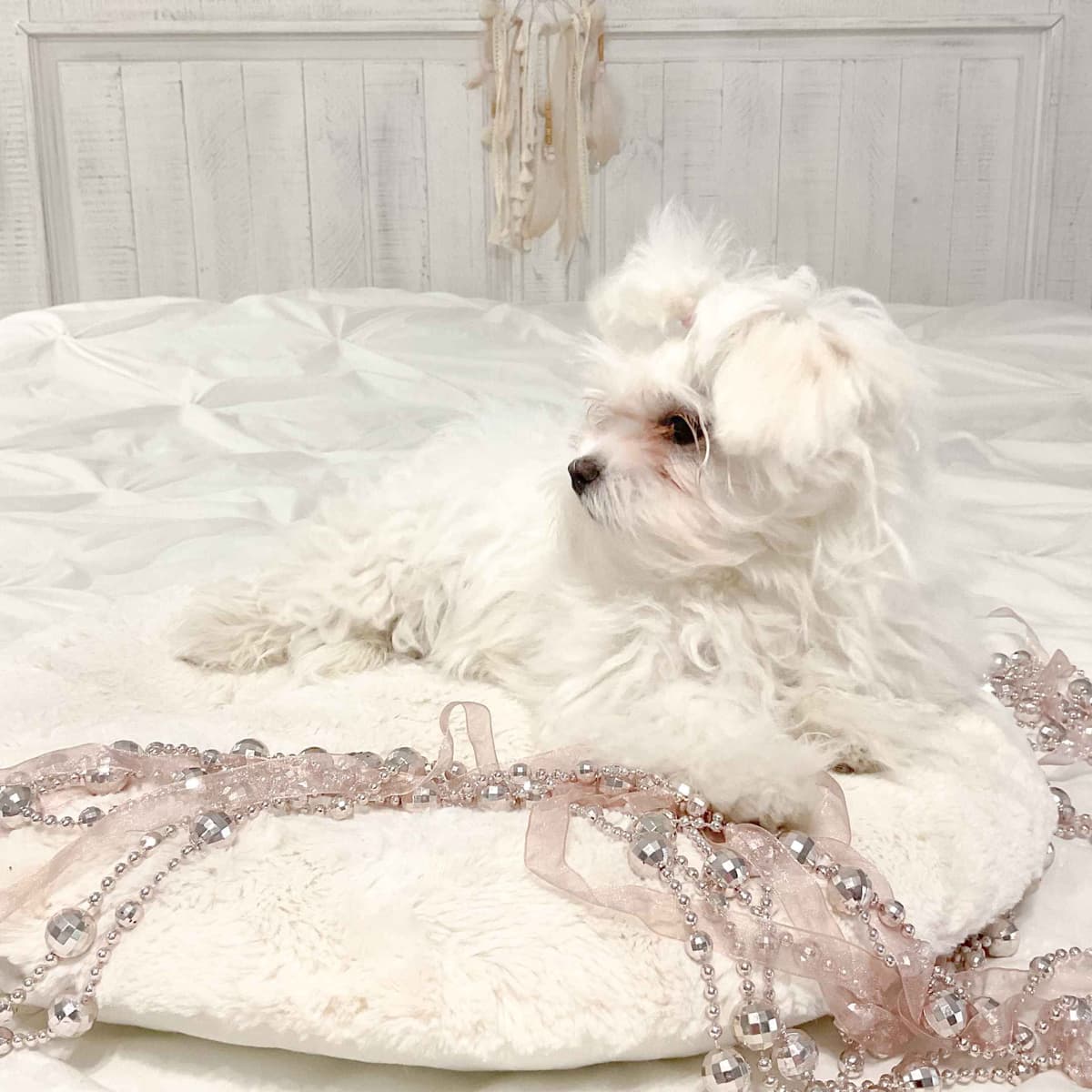 Maltese Puppies- ONE FEMALE LEFT breeder image 19