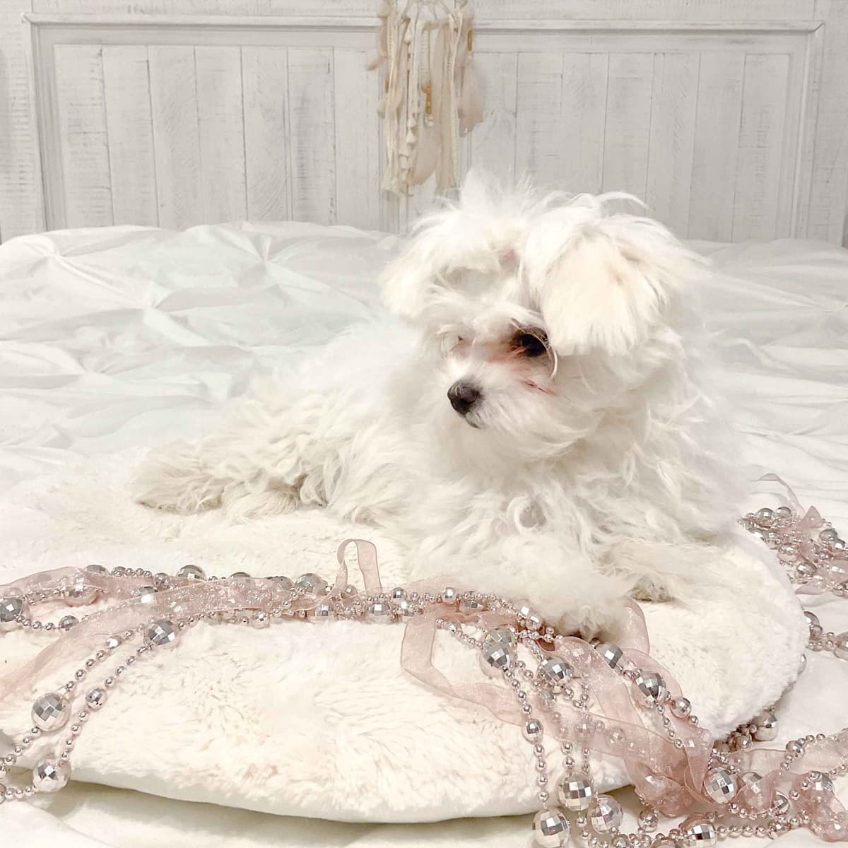 Maltese Puppies- ONE FEMALE LEFT breeder image 21