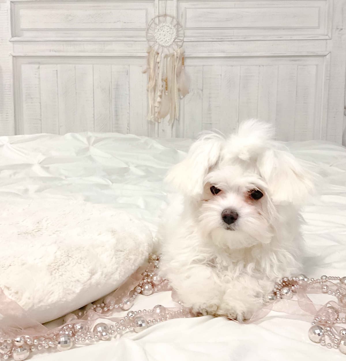 Maltese Puppies- ONE FEMALE LEFT breeder image 22