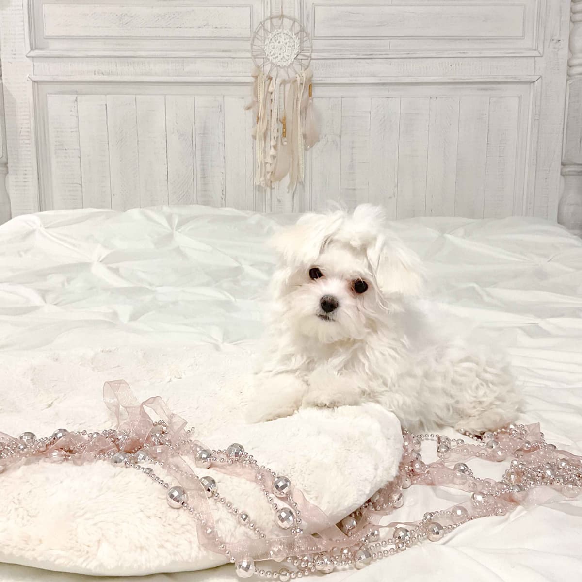Maltese Puppies- ONE FEMALE LEFT breeder image 25