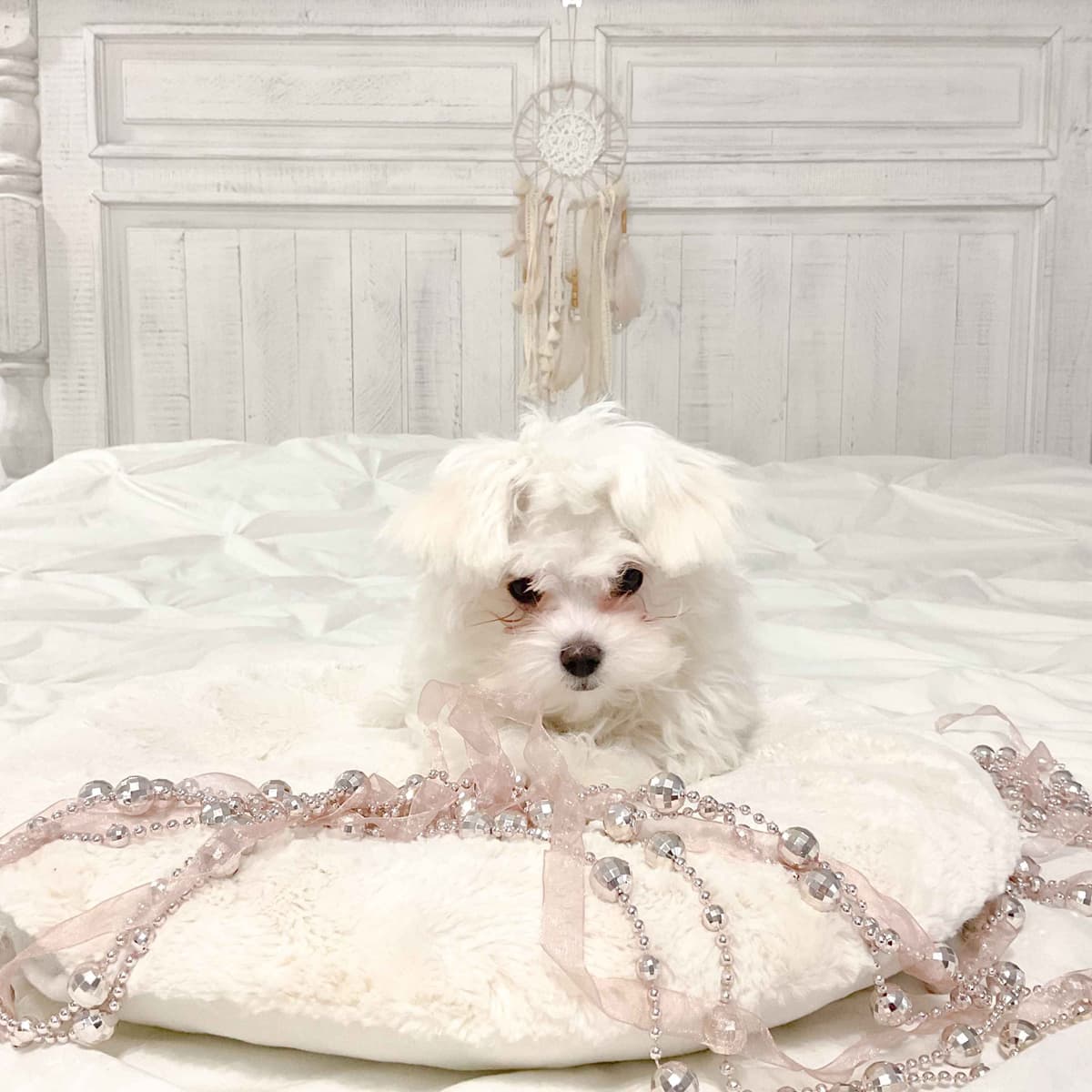 Maltese Puppies- ONE FEMALE LEFT breeder image 26