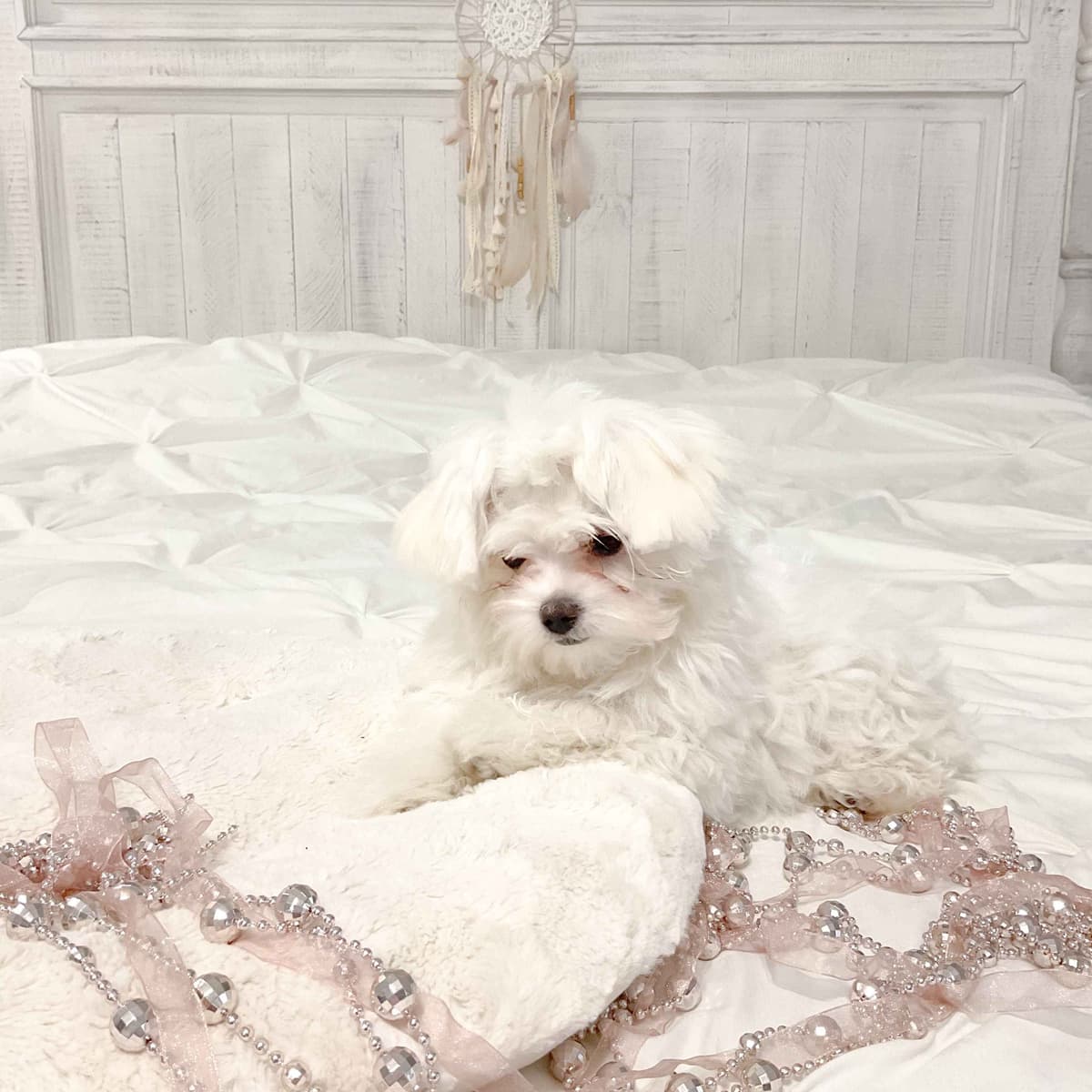 Maltese Puppies- ONE FEMALE LEFT breeder image 24