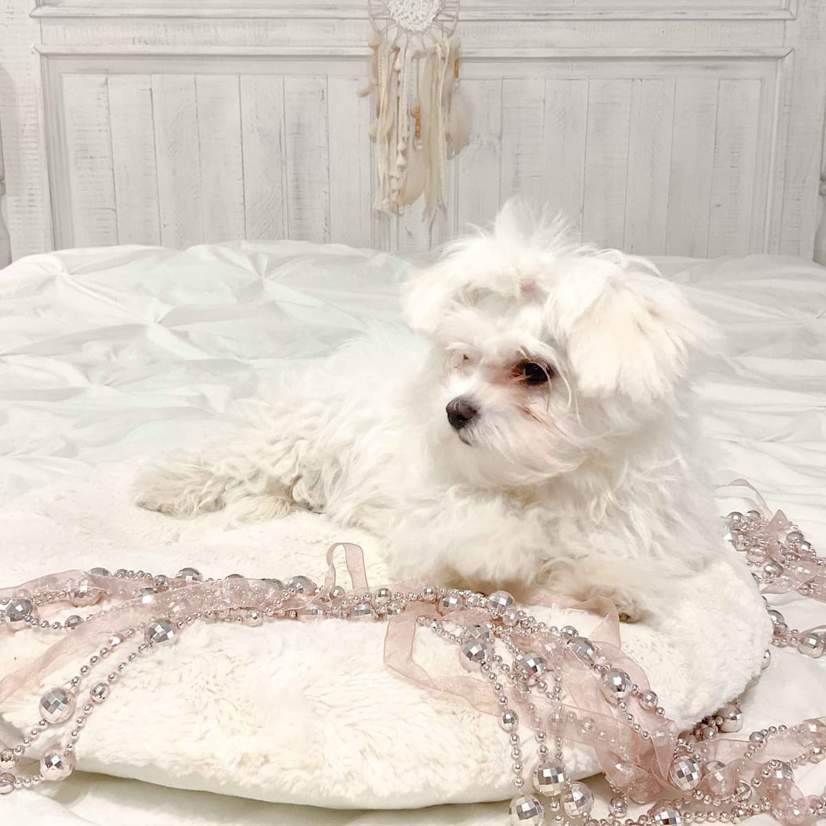 Maltese Puppies- ONE FEMALE LEFT breeder image 27