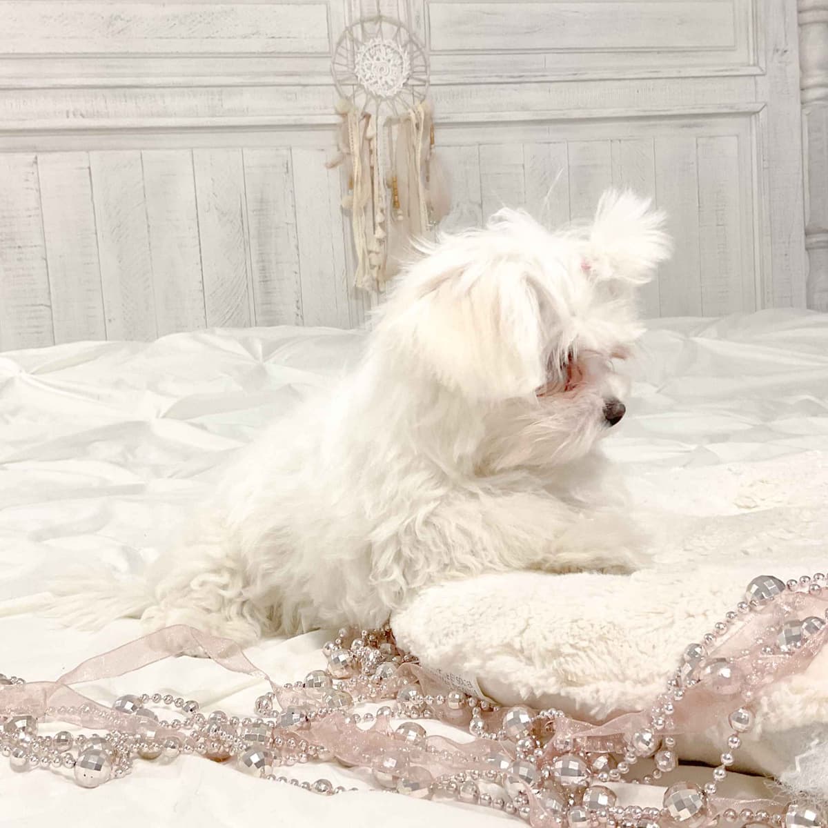 Maltese Puppies- ONE FEMALE LEFT breeder image 29