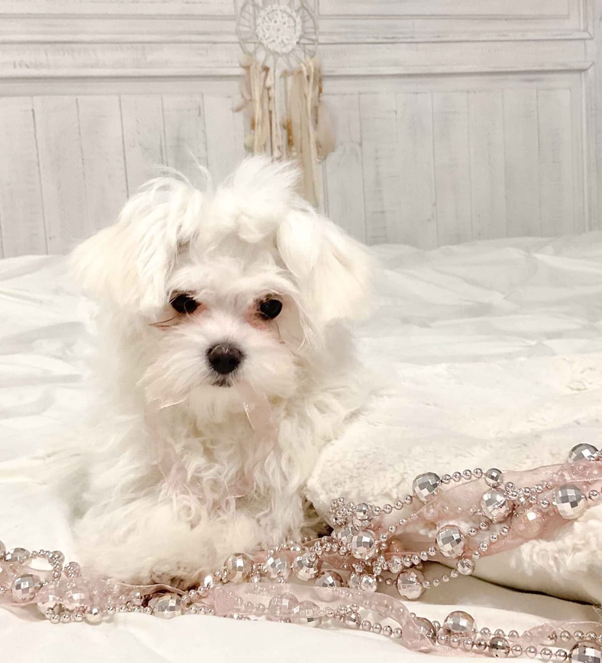 Maltese Puppies- ONE FEMALE LEFT breeder image 28