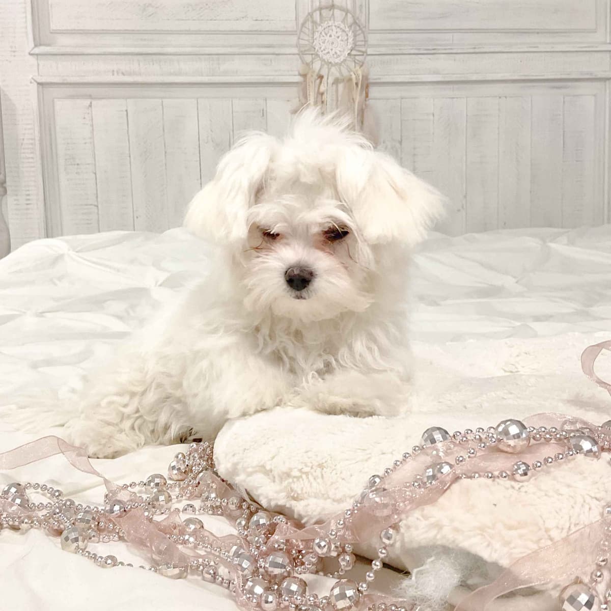 Maltese Puppies- ONE FEMALE LEFT breeder image 30