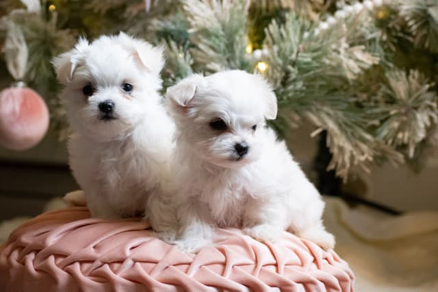 Maltese Puppies- ONE FEMALE LEFT media 2