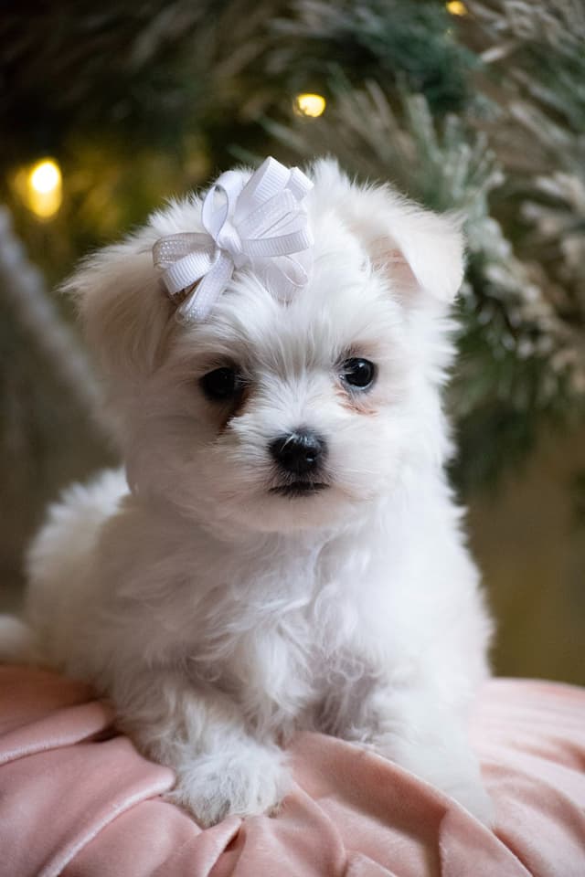 Maltese Puppies- ONE FEMALE LEFT media 3